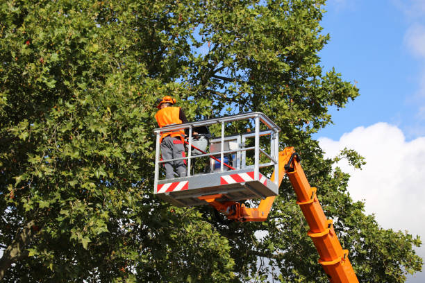 How Our Tree Care Process Works  in  Garden City, KS